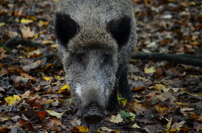 Wildschweine können die Afrikanische Schweinepest übertragen.