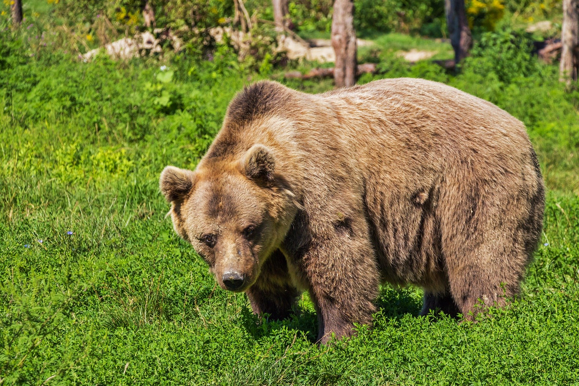 Ein Bär reißt im österreischisch-italiensichen Grenzgebiet Nutztiere auf Almen (Foto: Robert Balog / pixbay.com).