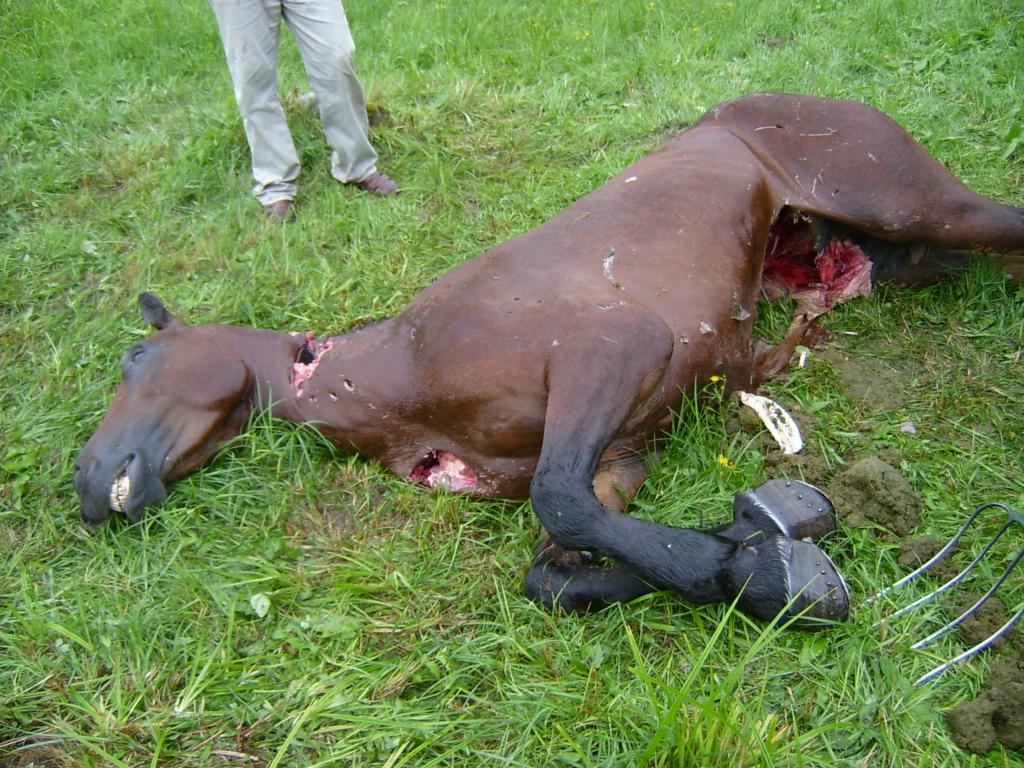 Dieses Pferd wurde Opfer eines Braunbären.