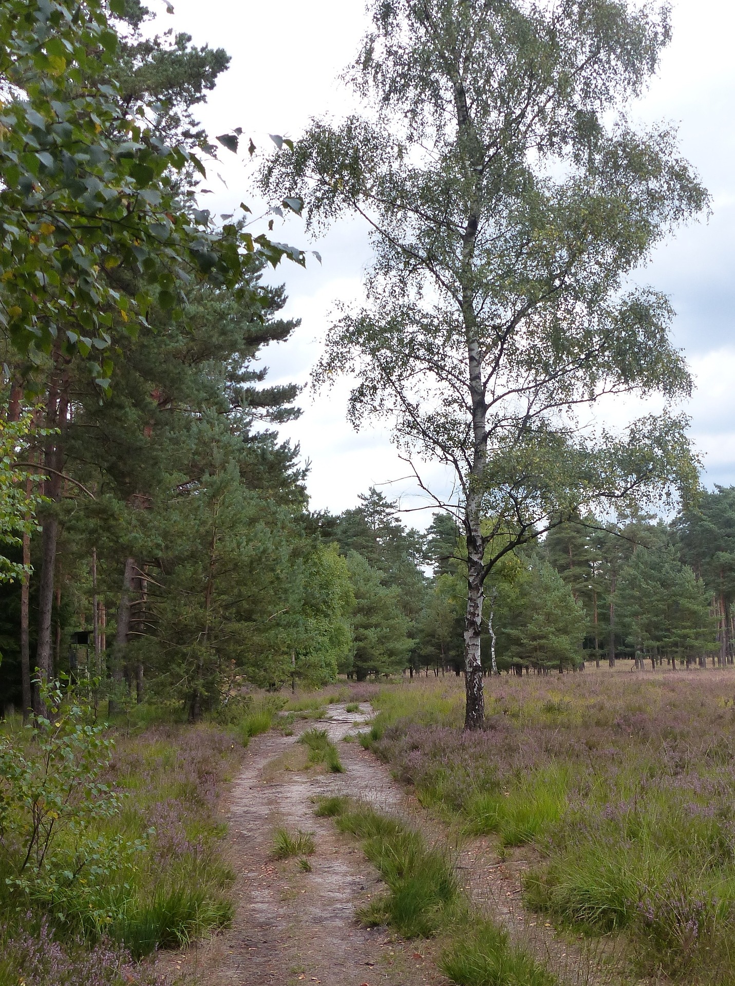 Die Senne ist eine wildreiche Gegend in Ostwestfalen. (Foto: Reinhold Werner / pixabay.com)