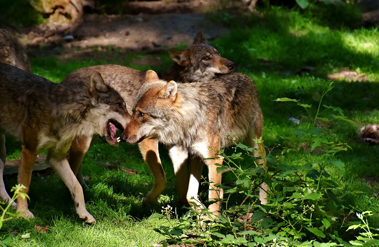 Immer mehr Wölfe - nicht nur in NRW. (Symbolfoto: Alexa, pixabay)