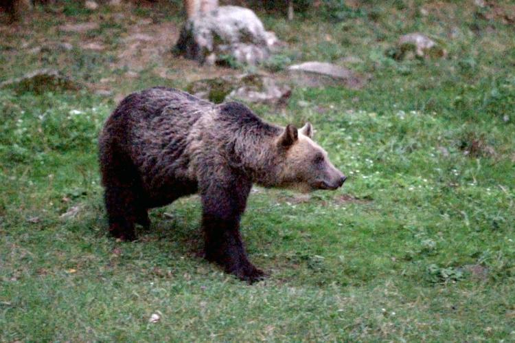 Jagd Jäger Bären Rumänien Umweltschutz