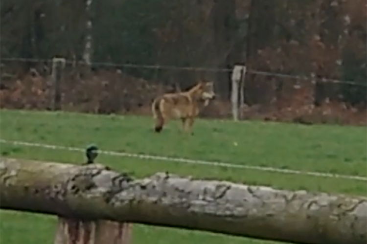 Ein Wolf am hellichten Tag auf einer Weide bei Hünxe. (Standbild aus einem Video: 