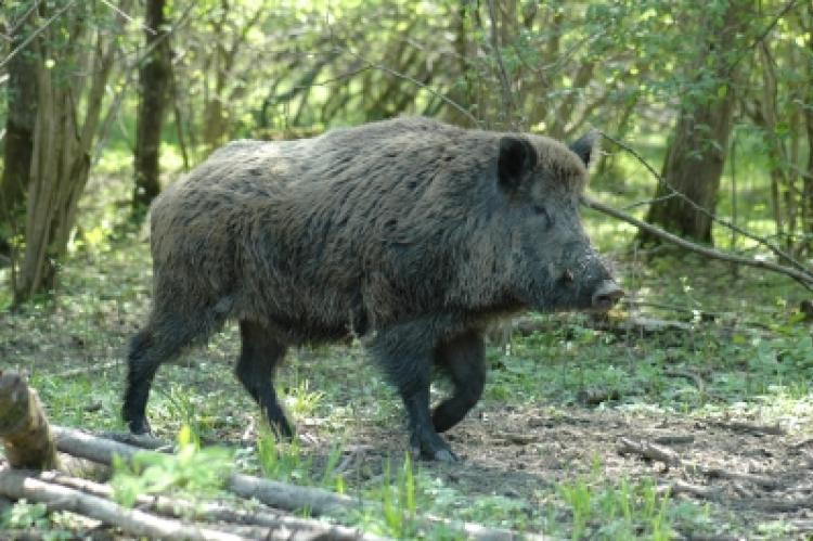 Wildschweine übertragen die Afrikanische Schweinepest