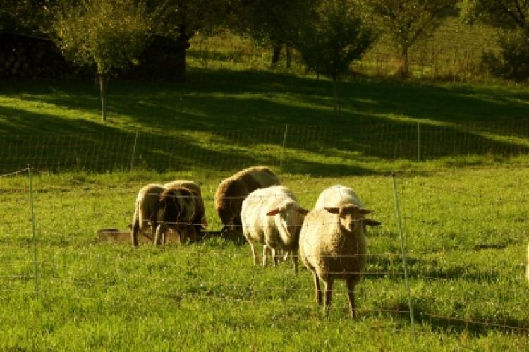 Symbolfoto: Schafe hinter Elektrozaun