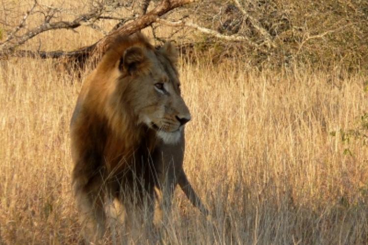 Jagd Jäger Afrika Löwen