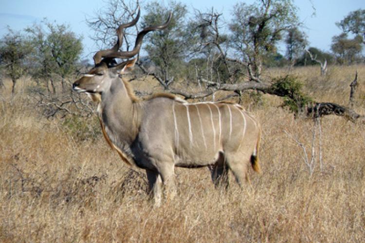 Die Jagd auf den Kudu ist in Namibia beliebt. Zukünftig soll es keine Erlegerfotos mehr in sozialen Netzwerken geben.