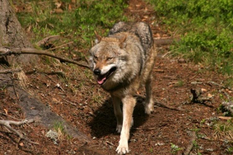 In der Lausitz wurde ein Wolf illegal geschossen und in einem Tagebau versenkt.