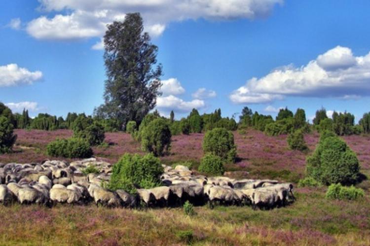 Die Heidelandschaft der Senne ist Heimat vieler Wildarten.