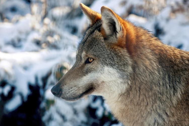 Wolf Wölfe FDP Jagdrecht Bundestag