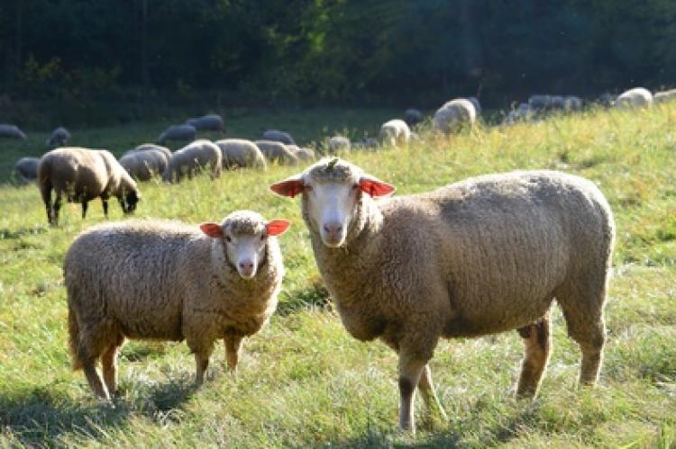 Symbolfoto: Schafe auf der Weide