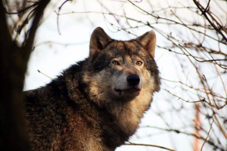 Symbolfoto: Wolf