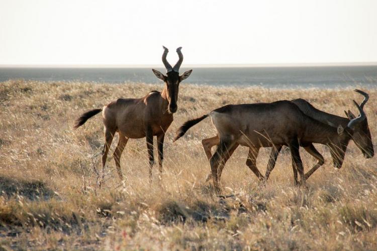 Namibia bekennt sich zur nachhaltigen Jagd.