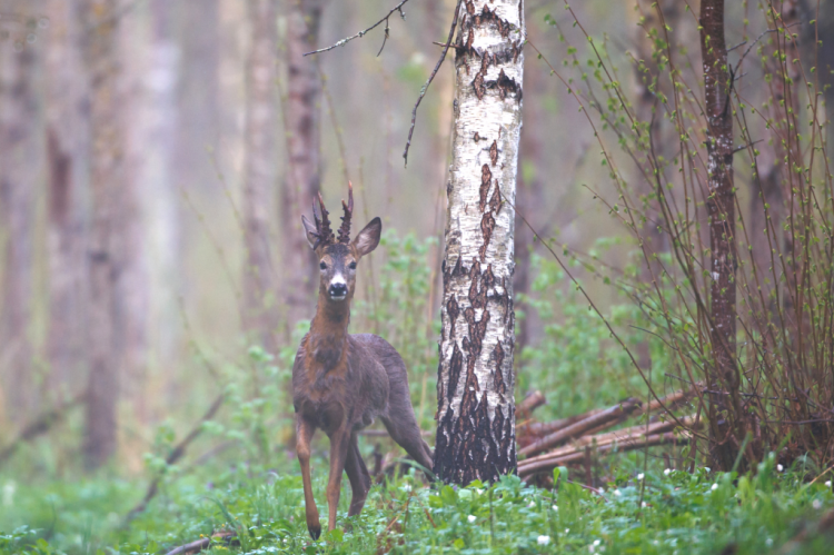 Rehbock im Wald (Foto: Canva/DJV)