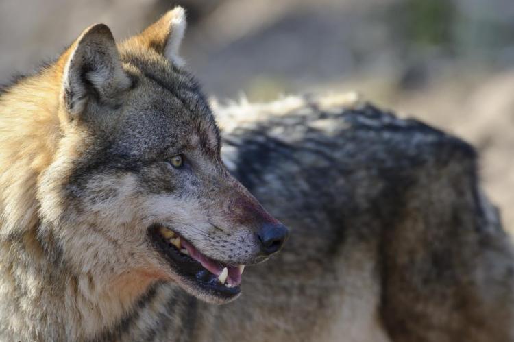 In Sachsen hat ein Wolf einen Jagdhund getötet.