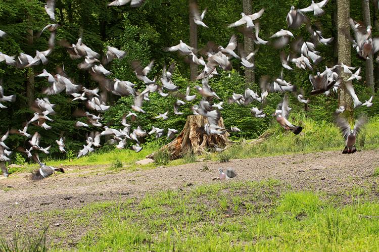 Tauben und Krähen fallen oft in großer Zahl ein - und haben schnell entsprechend hohe Schäden verursacht. (Foto: M. Mehner)