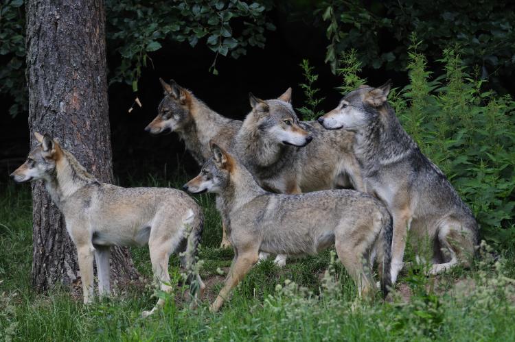 Neues Wolfsmanagement nach niedersächsischem Vorbild