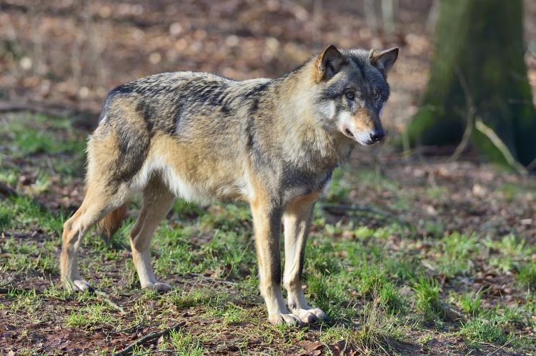 Wolf- Neues Positionspapier und Aufnahme ins Jagdrecht