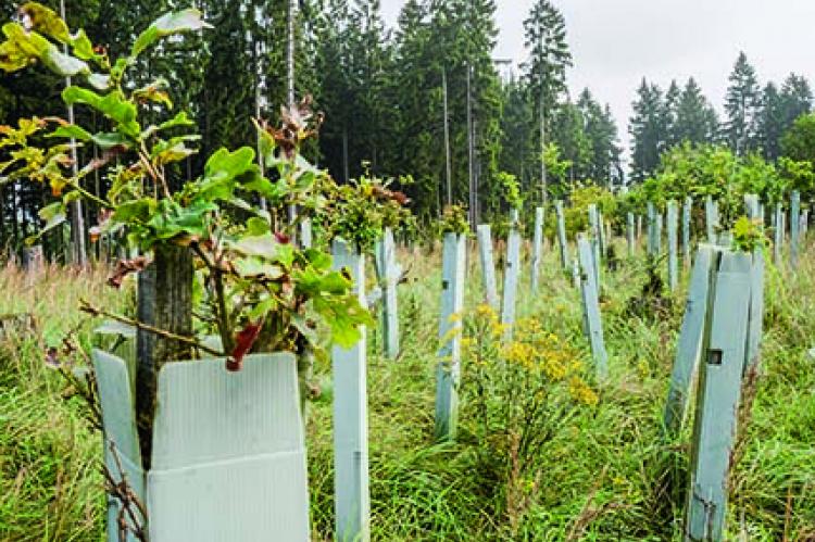 Ohne Schutzmaßnahmen - wie diese Wuchshüllen bei Eichen - wird der Waldumbau nicht gelingen. (Foto: K. Schlotmann)
