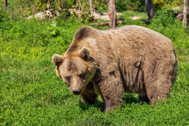 In Schweden beginnt die Jagd auf Bären.
