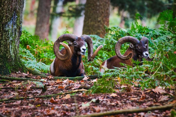 Im Teutoburger Wald soll eine Mufflonherde komplett geschossen werden. Dagegen regt sich Widerstand (Symbolfoto: Nico Franz / pixabay.com).
