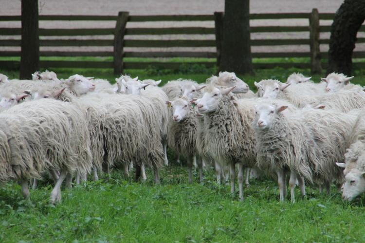 Moorschnucken Schafe