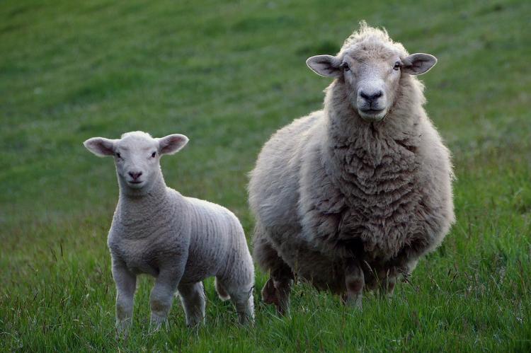 In Niedersachsen wurden in den vergangenen Wochen dutzende Schafe gerissen, obwohl die Herdenschutzmaßnahmen erfüllt waren (Symbolfoto: pixabay.com).