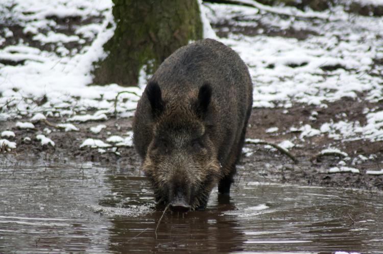Die Gefahr, dass mit der ASP infizierte Wildschweine von Polen nach Deutschland wandern, ist sehr hoch (Symbolfoto: Sascha Köcher/pixabay.com).