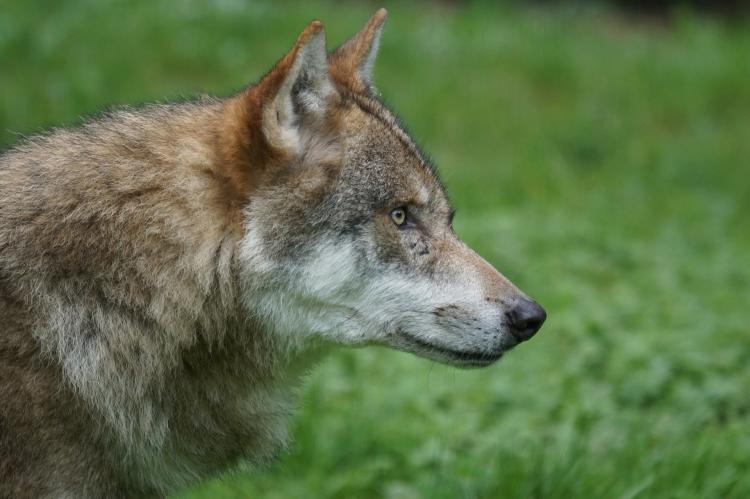 In Niedersachsen nähern sich Wölfe immer häufiger Nutztieren und sogar Menschen (Symbolfoto: Marcel Langthim / pixabay.com).