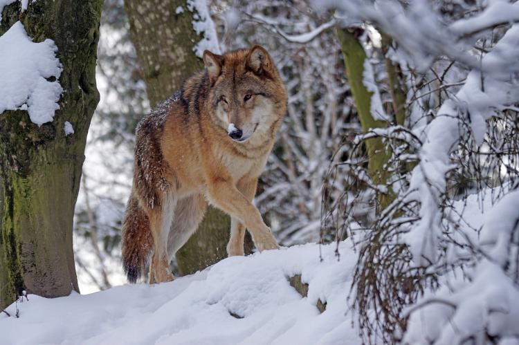 Der Wolf erhitzt die Gemüter in Niedersachsen. (Symbolfoto: Marcel Langthim / pixabay.com)