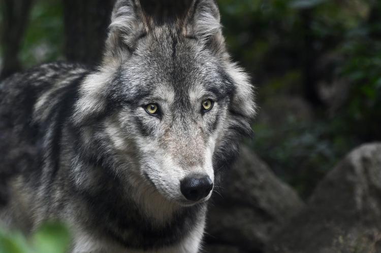 In Schleswig-Holstein sollen Jagdausübungsberechtigte einen Problemwolf töten (Symbolfoto: Christels/pixabay.com).