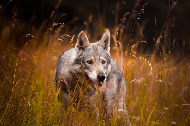 Der Wolf wurde von einem Mais-Häcksler schwer verletzt und anschließend durch zwei Schüsse getötet. (Symbolfoto: Šárka Jonášová / pixabay.com)