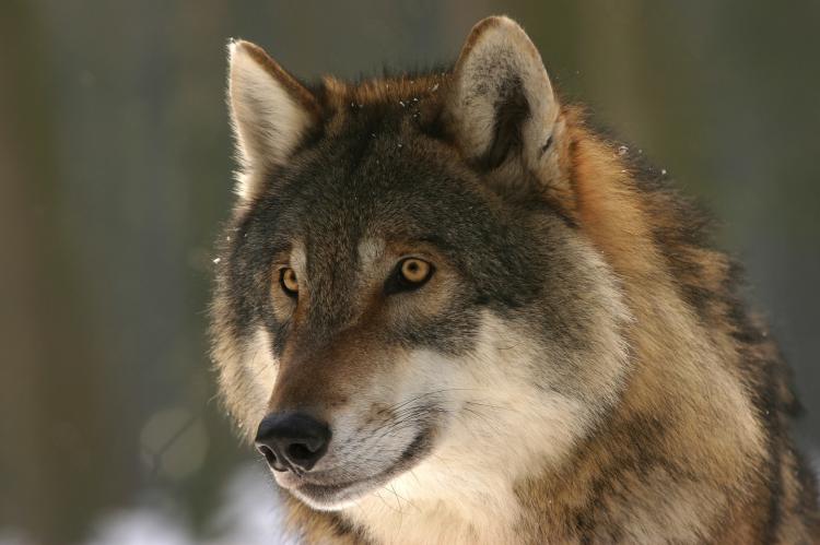 Wolf Jagd Abschuss Frankreich Alpen