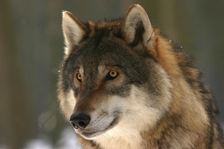 Das Land Niedersachsen stellt die Jagd auf den Rodewalder Wolf vorerst ein (Symbolfoto: steffiheufelder / pixabay.com).