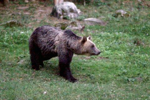 Jagd Jäger Bären Rumänien Umweltschutz