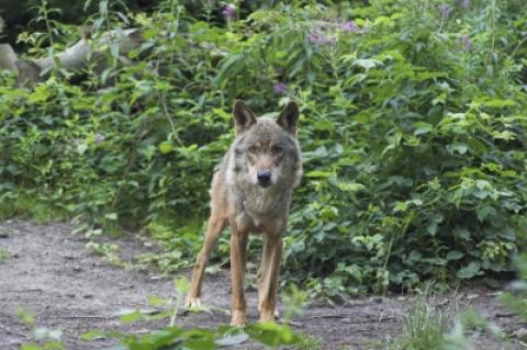Der polnische Wolf hatte keine Tollwut und war kein Hybrid-Wolf.