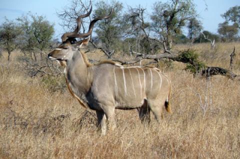 Die Jagd auf den Kudu ist in Namibia beliebt. Zukünftig soll es keine Erlegerfotos mehr in sozialen Netzwerken geben.