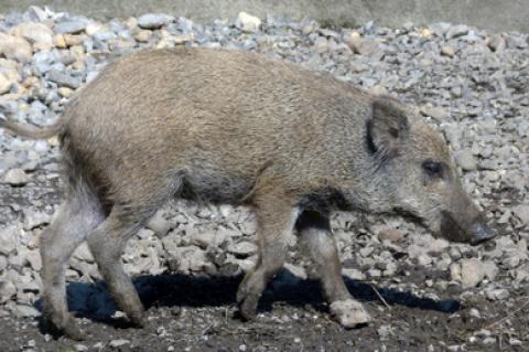ASP Afrikanische Schweinepest Wildschweine Sauen Jagd Jäger Prämie