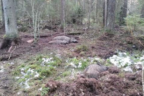 Das Bild zeigt in Litauen aufgefundene Sauen, die an der ASP verendet sind. (Foto: M. Ulmanis)