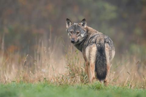 Schafsriss in Hünxe - wieder ein Wolf (Foto: stock.adobe)