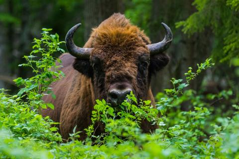 Nicht mehr gefährdet: Bison bonatus in Europa (Foto: Rafał Kowalczyk, IUCN)