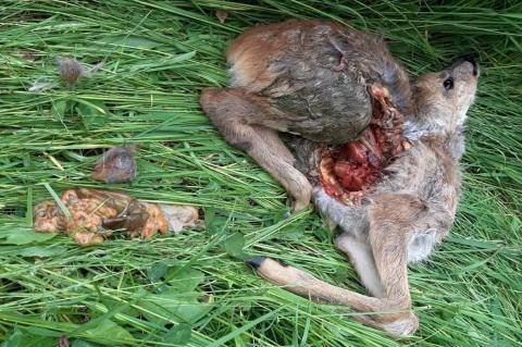 Als Ende Juni ein Kitz von einem Hund gerissen wurde, entschloss sich die Jagdpächterin zur Anzeige wegen Wilderei. (Fotos: Katrin Latuske)