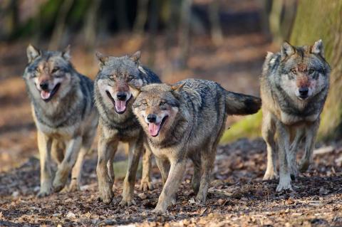 Symbolfoto: Wolfsrudel
