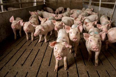 Infiziert sich ein Schwein mit dem ASP-Virus müssen vorsorglich alle anderen Schweine eines Mastbetriebs getötet werden.