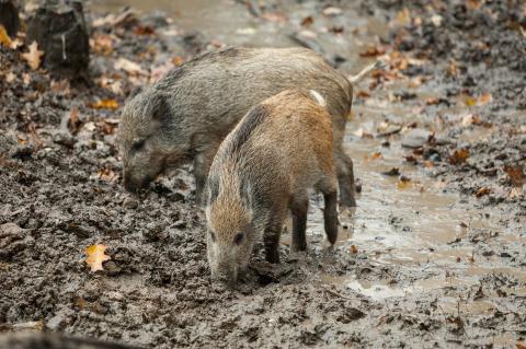 Afrikanische Schweinepest: Regierung passt Gesetze an