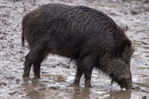 Auf einer dänischen Insel wurden Wildschweinkadaver angespült und trotz ASP-Gefahr nicht untersucht (Symbolfoto: Andreas N / pixabay.com).