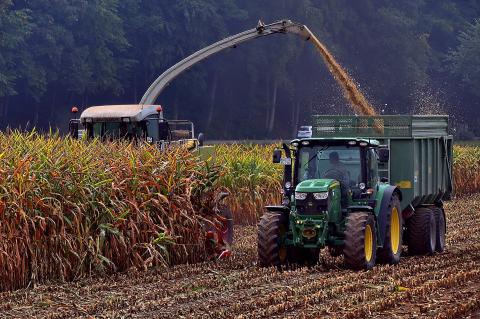 Bei der Mais-Ernte lauern immer wieder Gefahren für Erntehelfer und Jäger. (Symbolfoto: Wolfgang Eckert / pixabay.com)