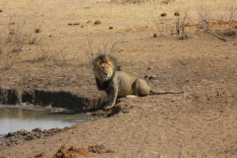 Löwe am Wasserloch in Namibia