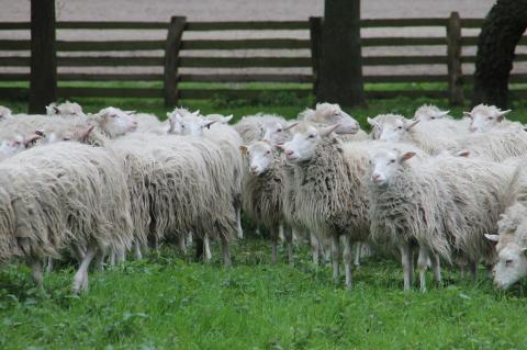 Moorschnucken Schafe