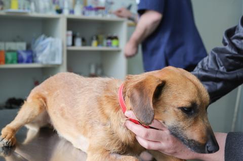 Gerade Jäger sollten ihre Hunde gegen die Staupe impfen. (Symbolfoto: pixabay.com)